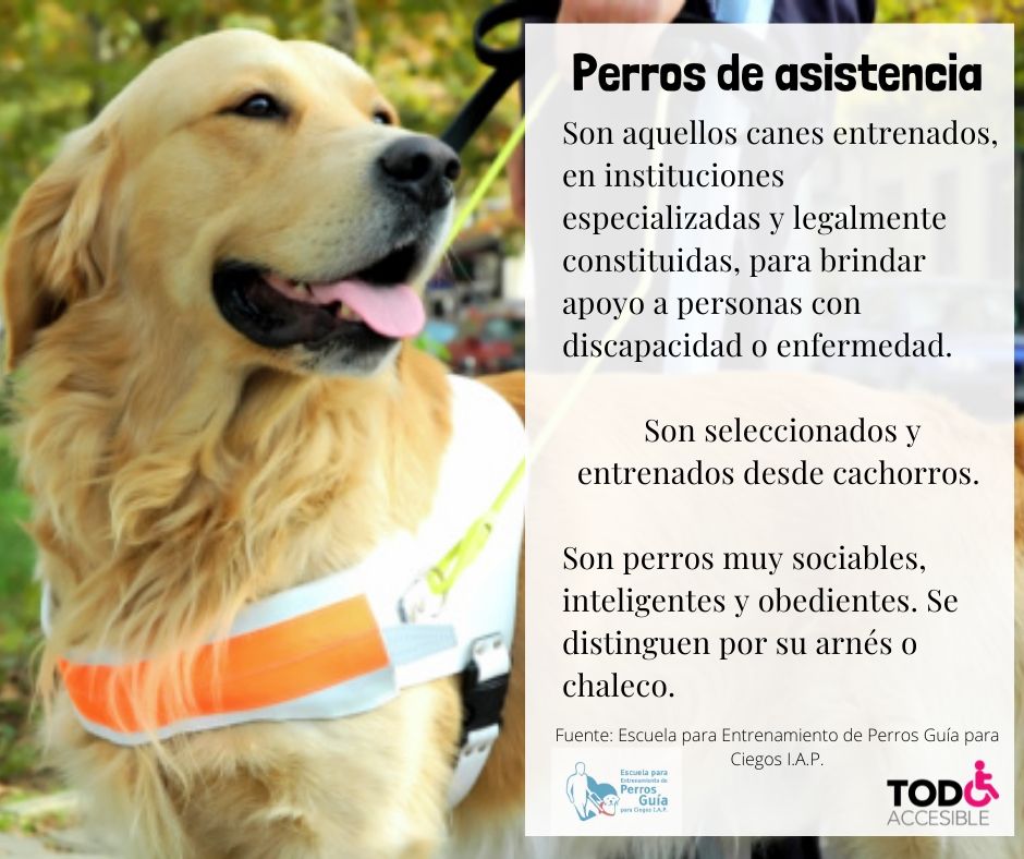 Imagen de PERROS GUÍA PARA CIEGOS: EL DOCTORADO DE LOS PERROS DE ASISTENCIA